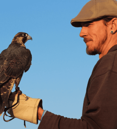 falcon training img