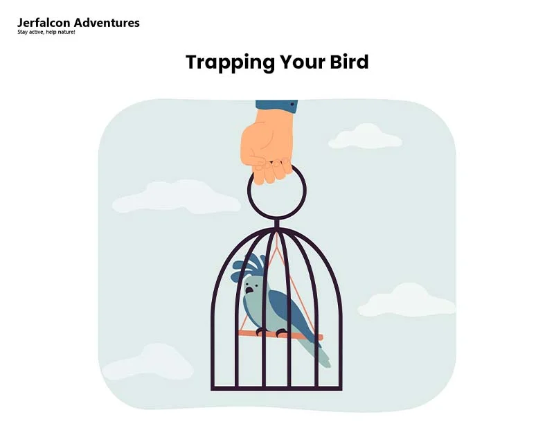 Trapping Your Bird