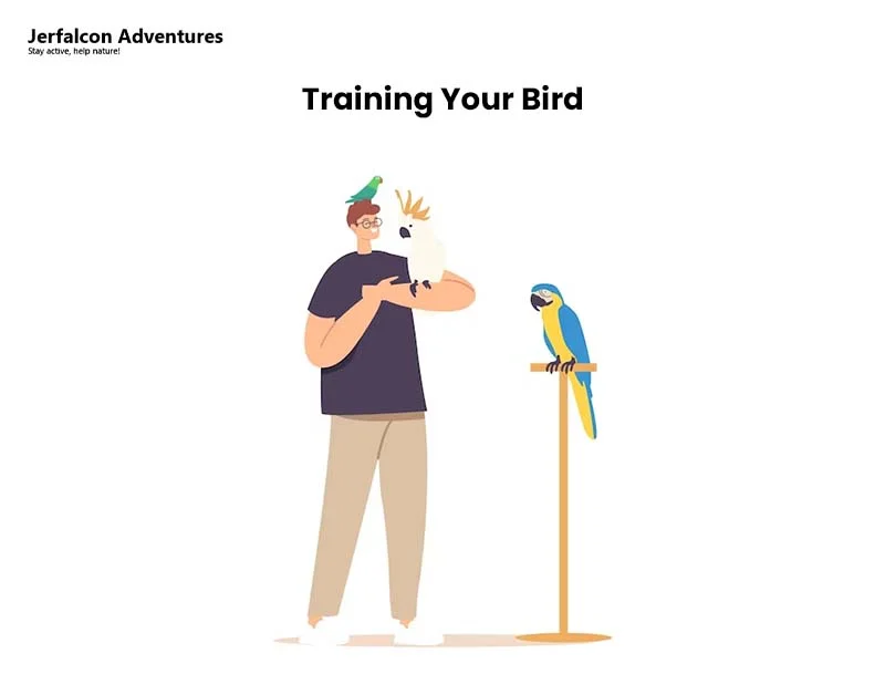 Training Your Bird