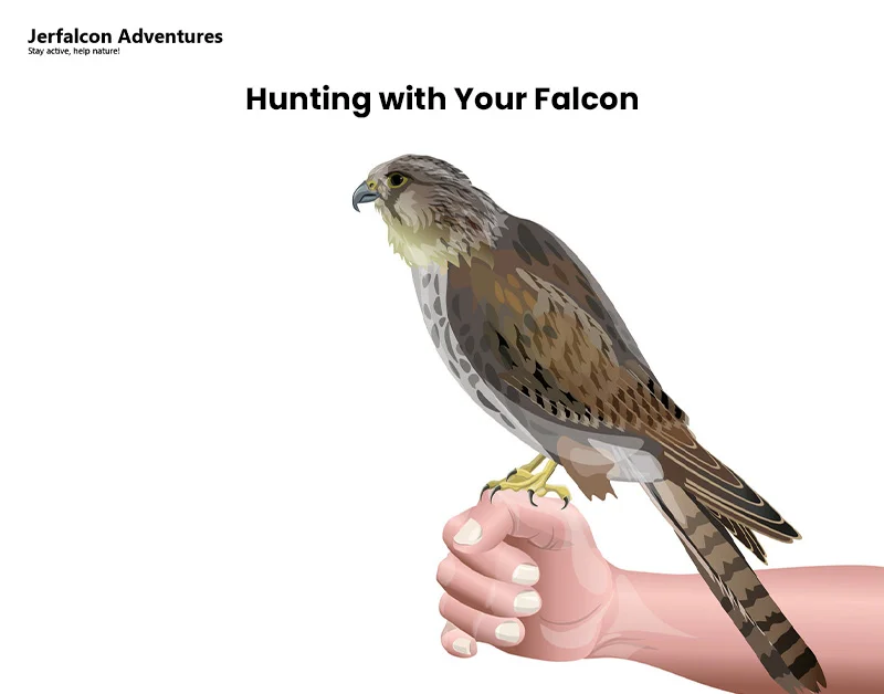 Hunting with Your Falcon