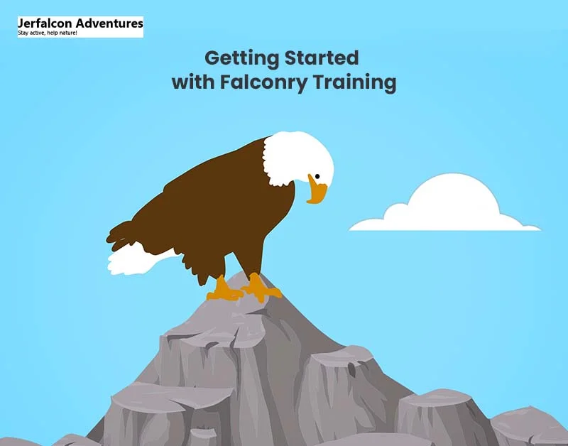 Getting Started with Falconry Training