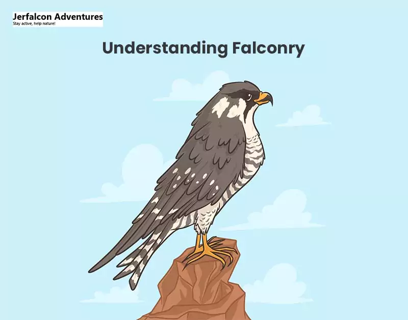 Understanding Falconry