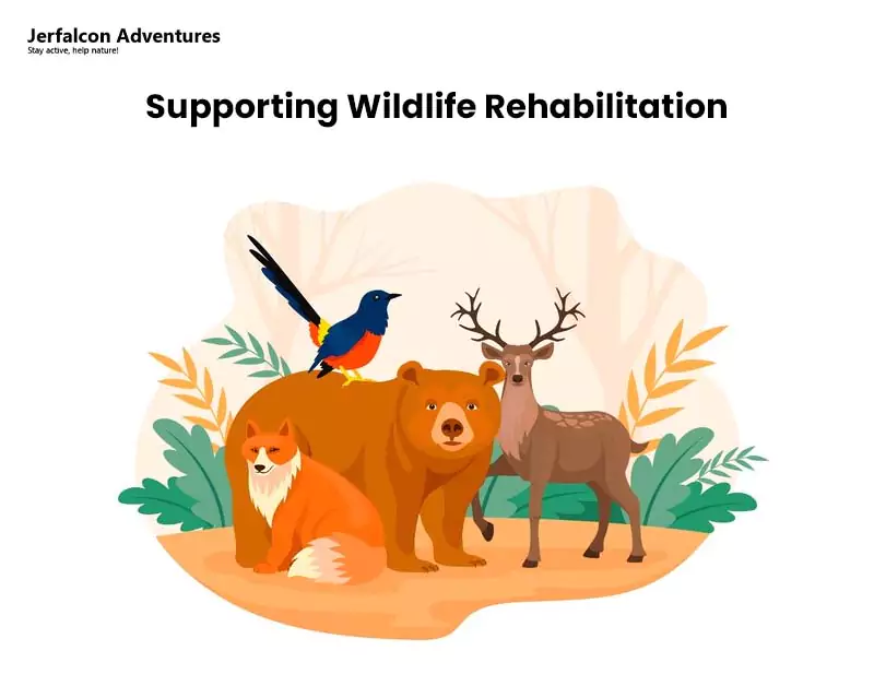 Supporting Wildlife Rehabilitation