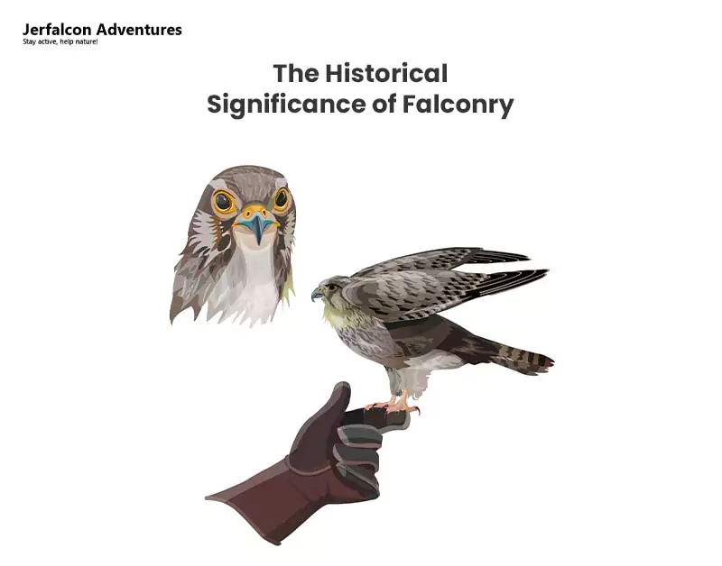 The Historical Significance of Falconry  